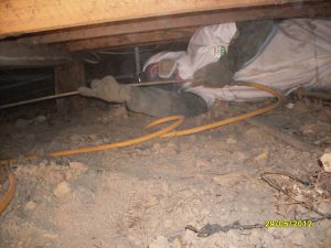 Christchurch Pest Removal - Borer Treatment