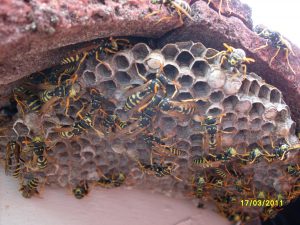 Christchurch Pest Control - Asian Paper Wasp Removal