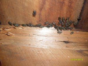 Canterbury Pest Removal - Treating Cluster Flies
