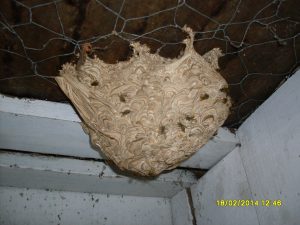 Christchurch Pest removal - Wasp nest removal